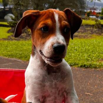 Mixed Breed Dogs Available for Adoption in Volcano, Hawaii - Bruiser | PetCurious