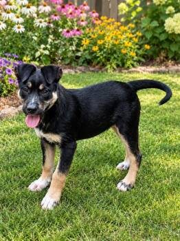 DENNY (GA) -  German Shepherd Dog and Mixed Breed Dog for Adoption in Thompson, Pennsylvania - DENNY (GA) | PetCurious