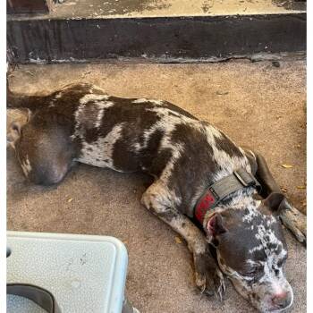 Terrier and Mixed Breed Dogs Available for Adoption in St. Louis, Missouri - Soldier | PetCurious