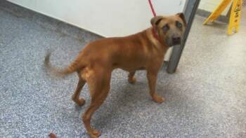A1268721 -  Pit Bull Terrier Dog for Adoption in Charlotte, North Carolina - A1268721 | PetCurious