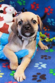 Cristiano -  Pug Dog for Adoption in Gardena, California - Cristiano | PetCurious