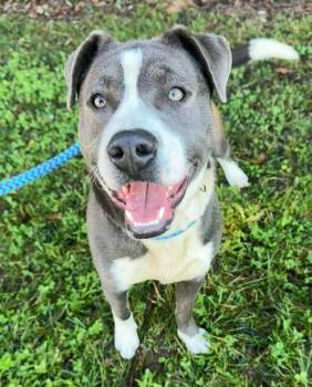 Pit Bull Terrier and Labrador Retriever Dogs Available for Adoption - FEDYOR | PetCurious