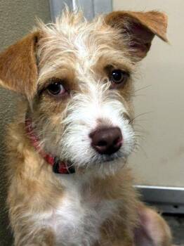Magnolia -  Poodle Dog for Adoption in Bedford Hills, New York - Magnolia | PetCurious