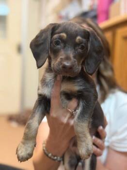 Dash -  Dachshund and Beagle Dog for Adoption in Lovingston, Virginia - Dash | PetCurious