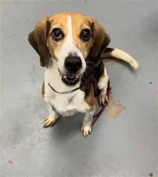 STANLEY TUCCI -  Beagle Dog Available for Adoption in Peoria, Illinois - STANLEY TUCCI | PetCurious