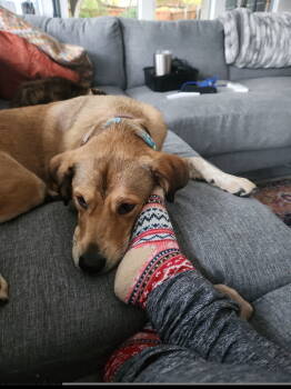 Rescue Australian Shepherd Dogs for Adoption in Dallas, Texas - Eevee (New Digs) | PetCurious