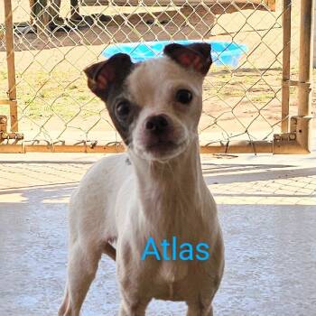 Rescue Chihuahua Dogs for Adoption in Midland, Texas - Atlas | PetCurious