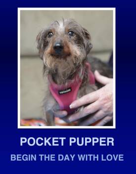 Dachshund Dogs Available for Adoption in Morrisville, Pennsylvania - Wolfie | PetCurious