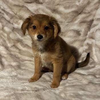 Tony -  Chihuahua and Pomeranian Dog for Adoption in Pelham, New Hampshire - Tony | PetCurious