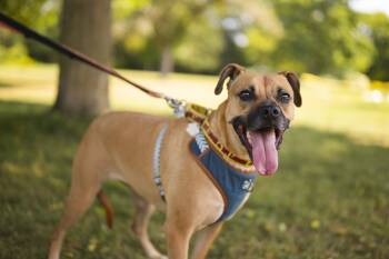 Lua -  Boxer Dog for Adoption in Mississauga, Ontario - Lua | PetCurious