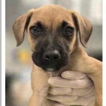 Nemo -  Mixed Breed Dog for Adoption in Wilmington, Delaware - Nemo | PetCurious