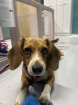 Betsy -  Beagle Dog for Adoption in Chattanooga, Tennessee - Betsy | PetCurious