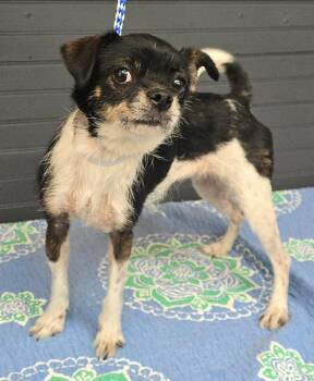 Cheers - FOSTER NEEDED -  Terrier and Boston Terrier Dog for Adoption in New York, New York - Cheers - FOSTER NEEDED | PetCurious