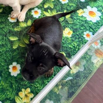 Truffle -  Chihuahua and Shih Tzu Dog Available for Adoption - Truffle | PetCurious
