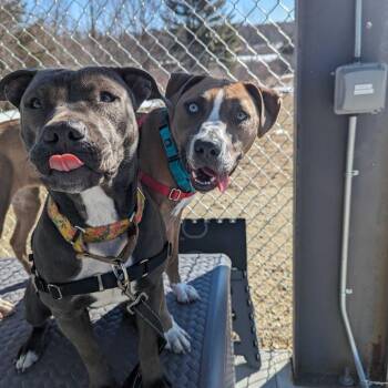 Leila -  Catahoula Leopard Dog and Mixed Breed Dog for Adoption in Dover, New Hampshire - Leila | PetCurious