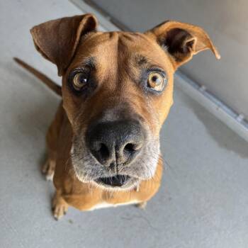 Boxer Dogs Available for Adoption - Yoda | PetCurious