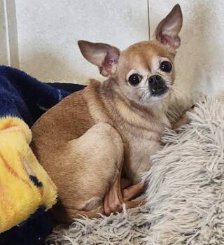 Chihuahua Dogs Available for Adoption in Walnutport, Pennsylvania - Cricket | PetCurious