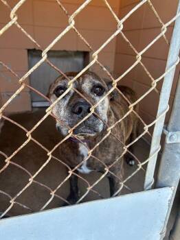 Buddy -  Pit Bull Terrier Dog for Adoption in Gautier, Mississippi - Buddy | PetCurious
