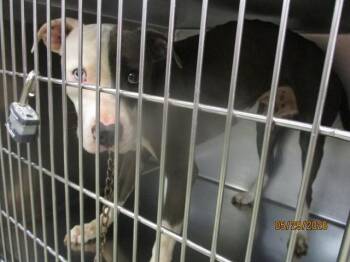 Pit Bull Terrier and Mixed Breed Dogs Available for Adoption in Oklahoma City, Oklahoma - OPIE | PetCurious