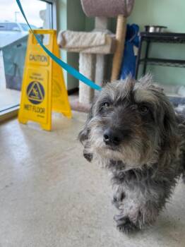 Calaway -  Schnauzer and Terrier Dog Available for Adoption in New Braunfels, Texas - Calaway | PetCurious