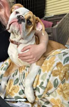 Harley Jo -  American Bulldog Dog Available for Adoption in Lincoln, Nebraska - Harley Jo | PetCurious