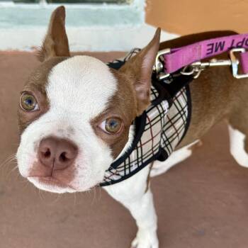 Reece -  Boston Terrier Dog for Adoption in Fort Lauderdale, Florida - Reece | PetCurious