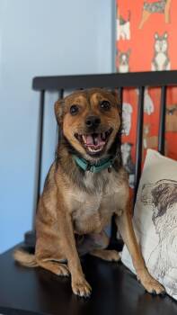 Rescue Mixed Breed Dogs for Adoption in Joppa, Alabama - Buddy | PetCurious