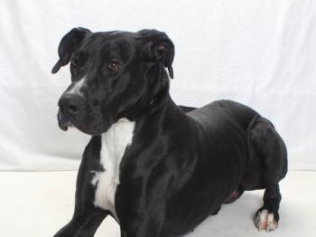 Great Dane Dogs Available for Adoption in Burbank, California - DISCO | PetCurious