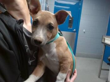 TRISTAN -  Pit Bull Terrier and Mixed Breed Dog for Adoption in Albuquerque, New Mexico - TRISTAN | PetCurious