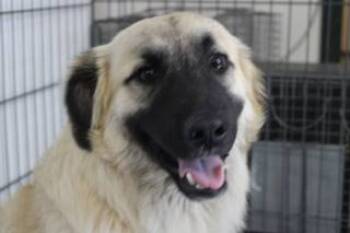 Rescue Shepherd and Mixed Breed Dogs for Adoption in Weatherford, Texas - Bonzo | PetCurious