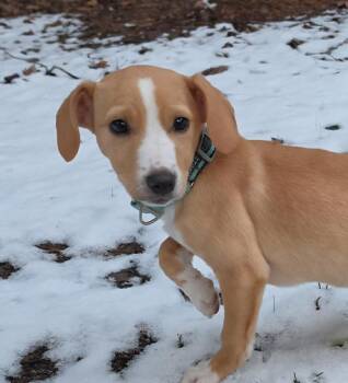 Mixed Breed Dogs Available for Adoption - Dune | PetCurious