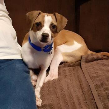 Jack Russell Terrier Dogs Available for Adoption - Buddy | PetCurious