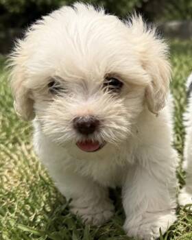 Beau -  Bernedoodle and Poodle Dog for Adoption in Cerritos, California - Beau | PetCurious
