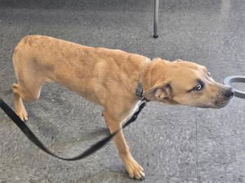 SHAGGY -  Pit Bull Terrier Dog for Adoption in Casper, Wyoming - SHAGGY | PetCurious