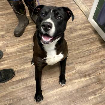 Louie -  Pit Bull Terrier and Mixed Breed Dog for Adoption in Evensville, Tennessee - Louie | PetCurious