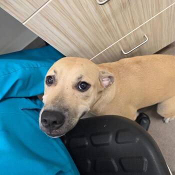 Riley -  Pit Bull Terrier and Great Dane Dog for Adoption in Chattanooga, Tennessee - Riley | PetCurious