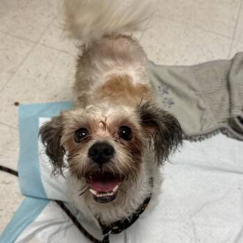 Marlene -  Mixed Breed Dog for Adoption in Philadelphia, Pennsylvania - Marlene | PetCurious