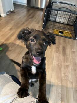 Popcorn -  Irish Setter Dog for Adoption in Aurora, Colorado - Popcorn | PetCurious