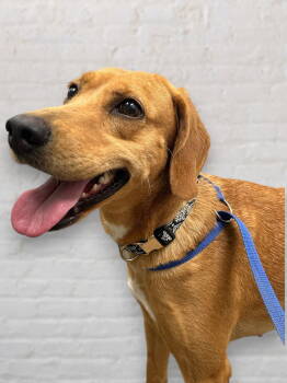 Rescue Hound Dogs for Adoption in Monticello, Mississippi - Honey | PetCurious