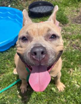 Alabama -  Pit Bull Terrier Dog for Adoption in Chicago, Illinois - Alabama | PetCurious