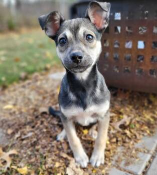 Rescue Terrier and Mixed Breed Dogs for Adoption in Alma, Wisconsin - Beatrice | PetCurious