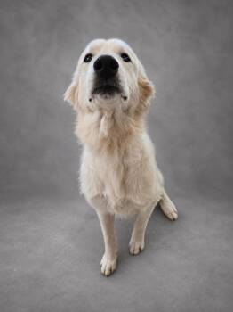 Aspen -  Great Pyrenees and Mixed Breed Dog for Adoption in Hardeeville, South Carolina - Aspen | PetCurious