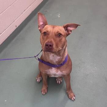 Mollie -  Mixed Breed Dog Available for Adoption in Memphis, Tennessee - Mollie | PetCurious