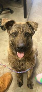 Mountain Cur and Mixed Breed Dogs Available for Adoption in Bowling Green, Kentucky - Roger | PetCurious
