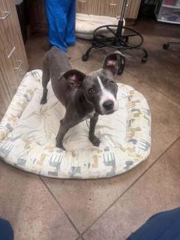Erin   (2026) -  Pit Bull Terrier and Mixed Breed Dog for Adoption - Erin   (2026) | PetCurious