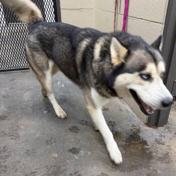 Woo-Ski -  Husky Dog for Adoption in Madisonville, Kentucky - Woo-Ski | PetCurious