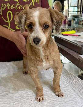 Havanese Dogs Available for Adoption in Benton, Louisiana - Cascade (NOT YET AVAILABLE) | PetCurious