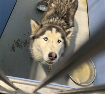 Rescue Alaskan Malamute and Mixed Breed Dogs for Adoption in San Bernardino, California - SKYLAR | PetCurious