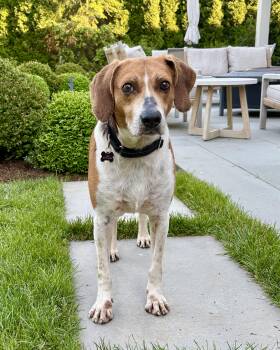 Float -  Treeing Walker Coonhound Dog for Adoption in New York, New York - Float | PetCurious