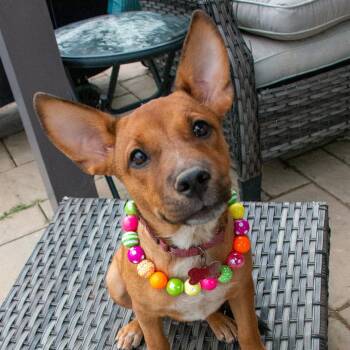 Shika -  Australian Cattle Dog Blue Heeler Dog for Adoption in Houston, Texas - Shika | PetCurious